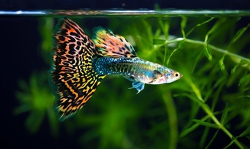 INVITAL Lumium WRGB100 85 см 23Вт