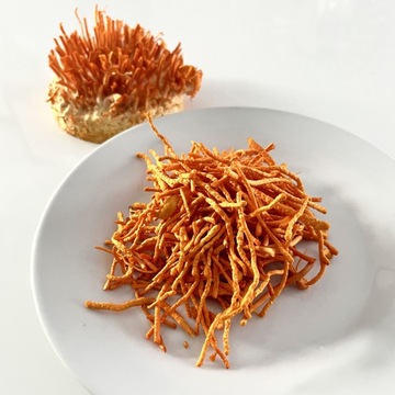 Cordyceps Militaris Battle Maczużnik, выращивание грибов, земля