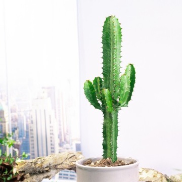 Euphorbia Ingens- Wilczomlecz Wielki KLEJNOT PUSTYNI XL -Wytrzymała Roślina