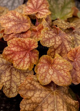 Żurawka Heuchera WORLD CAFFE ARABICA marmurek wys od 04.03.2024