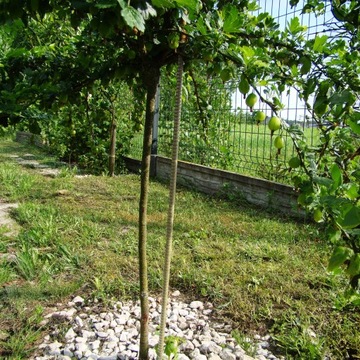 Опоры для томатов 150см/8 мм Опора из стекловолокна Стебель 10 шт.