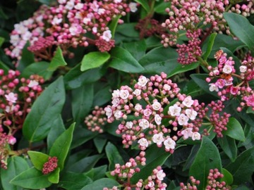 Kalina wawrzynowata Viburnum tinus Eve Price P11 zimozielony krzew na taras