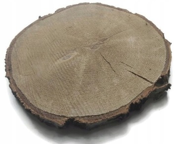 Okazja duże plastry drewna brzoza 40-45 krążki
