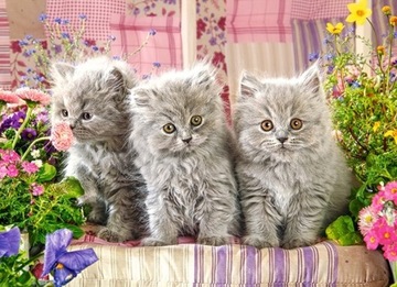Puzzle 300 Three Grey Kittens Castorland