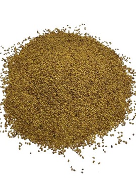 Nasiona LUCERNA 1kg