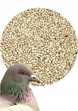 Dari 25 Kg Złota Rybka