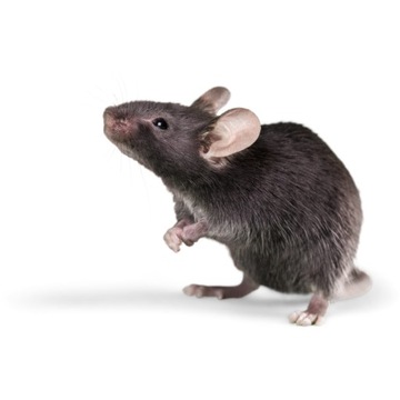 СИЛЬНЕЙШИЙ ЯД ДЛЯ МЫШЕЙ И КРЫС 1КГ