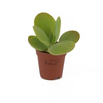 Kalanchoe wiechowate - Las w Słoiku