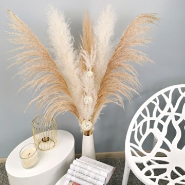 БУКЕТ СУШЕННАЯ ПАМПАССНАЯ ТРАВА БОЛЬШОЙ БЕЛЫЙ XXL 6 шт.