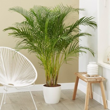 Areka - Dypsis lutescens - DUŻA PALMA