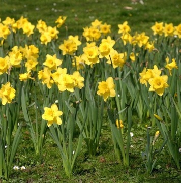 UNIVERSAL EARTH цветочный 20 шт. x 65л поддон