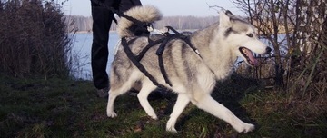 Ремень HIFICA CROSS RACE PP SM RHI/сани ремня безопасности + защита с подкладкой на заказ