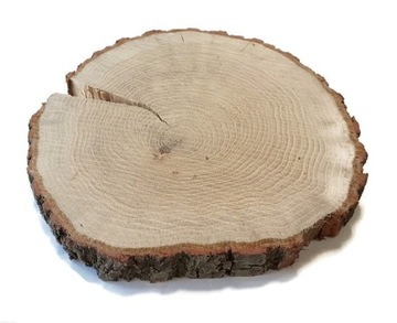 plastry drewniane Dąb pęknięty 28-33 cm gr 2,5 cm krążek dębowy
