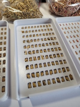 МТЗ Лотки для учета зерна пшеницы, овса, ржи, ячменя