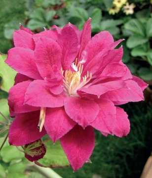 Powojnik RED STAR wielkokwiatowy 1L CLEMATIS