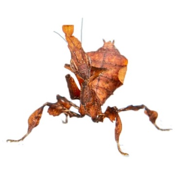 Phyllocrania paradoxa Mantis Ghost L1-2 Разноцветные призраки