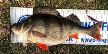 FishUp Tanta 2 фута 50мм Окунь Микс / Крючки и Чебурашки / Готовый набор из 24 шт.