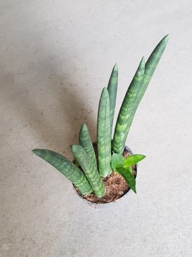 Sansevieria Cylindrica