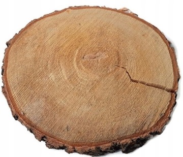 Brzoza 25-28cm plaster drewna krążek drewniany eko
