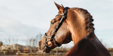 PRESTEQ, Анатомическая уздечка, FaySport BLACK COB черный