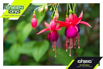 Зеленое удобрение ORO для цветущих садовых цветов