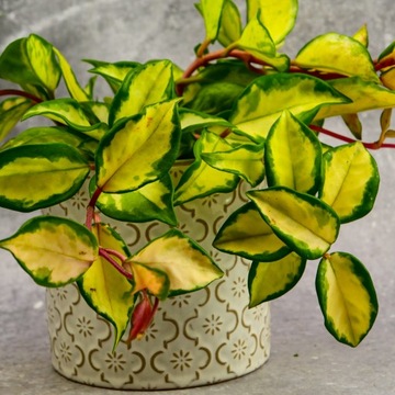 Hoya Carnosa TRICOLOR przepiękne pnącze kolorowe łatwa w uprawie DØ12cm