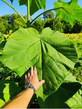 Paulownia Oxytree Drzewo Tlenowe Gwarancja