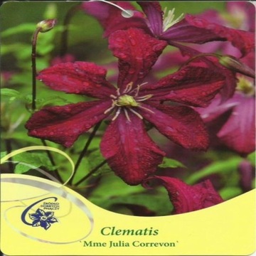 Clematis MADAME JULIA CORREVON Grupa Viticella