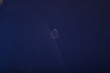 JAGUAR S-TYPE X200 2.7 D 2004 RHD PŘEDNÍ KAPOTA W BARVA MODRÝ