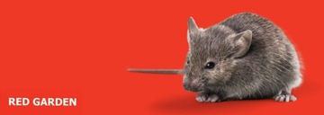 ЛОВУШКА ДЛЯ МЫШИ И ЛОВУШКА ДЛЯ КРЫС