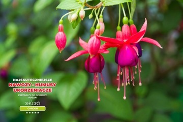 Удобрение для цветов 1 кг SHUGO