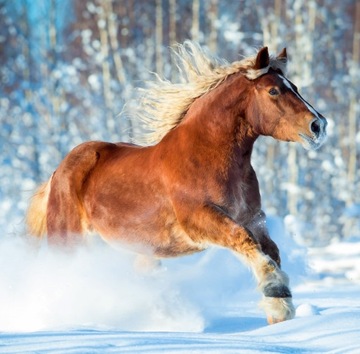 Календарь ЛОШАДИ 2025 большой 30х60 см ЛОШАДИ +300 НАКЛЕЙКОВ НАСТЕННЫЙ ПЛАНИРОВЩИК