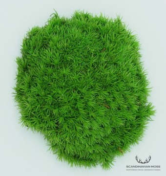 Стабилизированная подушка Moss Green Natural 200г 0,2кг НЕТТО