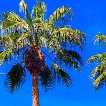 Trachycarpus Fortunei MROZOODPORNA PALMA -Sadzonka- Egzotyczny Szorstkowiec