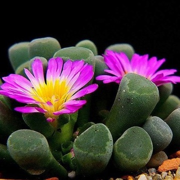 Фриция КРАСИВАЯ Frithia pulchra ФИОЛЕТОВЫЕ ЦВЕТЫ