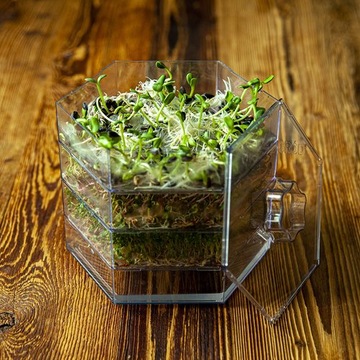 Проращиватель многоуровневый с семенами Browin