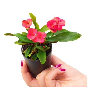 EUPHORBIA MILII RED Egzotyczny wilczomlecz okazały CZERWONE KWIATY rozm. S