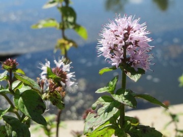 Водяная мята Mentha aquatica для пруда