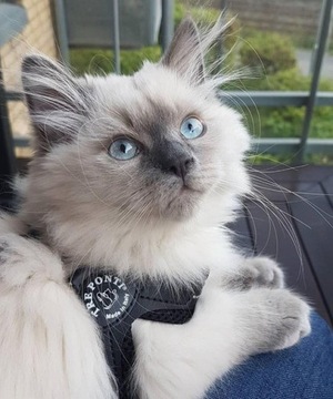 SZELKI dużego kota 38-48cm do 6kg TRE PONTI czarne MIĘKKIE oddychające