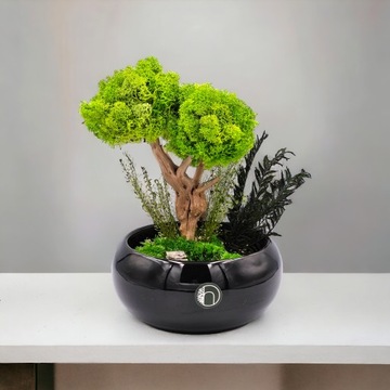 Моховое дерево как бонсай СПА, черная миска, цветочный горшок, БЕЗ ПОЛИВА.