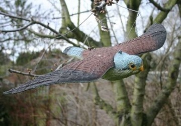 ЛЕТАЮЩИЙ КЕСТЕЛЬСКИЙ СОКОЛ ОТПУСКАТЕЛЬ ПТИЦ ГОЛУБИ