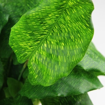 Calathea musaica NETWORK geometryczny wzór rozm. M