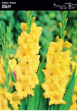 Mieczyk Gladiolus Żółty 5szt