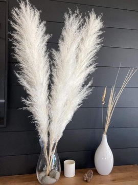 TRAWA PAMPASOWA SUSZONA DO WAZONU OZDOBNA PAMPASY