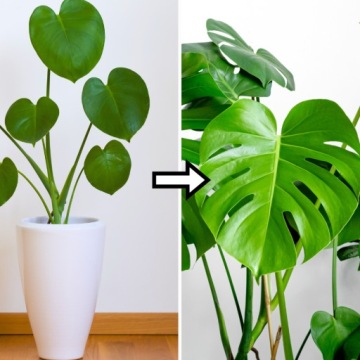 Субстрат MIX - Земля - Для Зеленых Растений PREMIUM Смесь Зеленый Рай