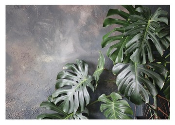 FOTOTAPETA LIŚCIE MONSTERA ZIELONE NA BETONIE TAPETA SYPIALNIA 368x254