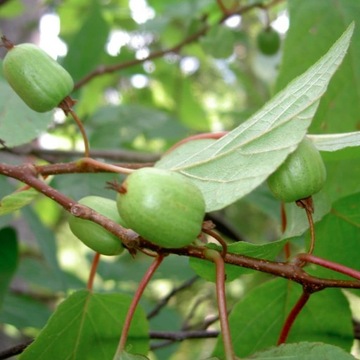 MINI KIWI Aktinidia 