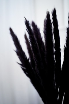 ПАМПАСНАЯ ТРАВА, ГРАФИТ ЧЕРНЫЙ, SLIM FOR SLIM ВАЗА, БУКЕТ 15 ШТУК ПАМПАСЫ