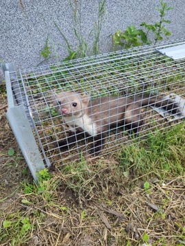 БОЛЬШИЕ ЖИВЫЕ ЛОВУШКИ МУЖЧИНЫ ЛОВУШКИ КРЫСЫ ЛОСКИ НОРКИ ТРУСЫ ПРОВЕРЕНО PL