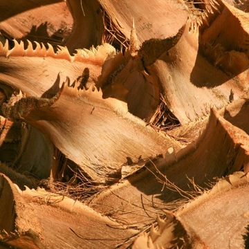 Украшение из коры пальмы Сушеное экзотическое украшение